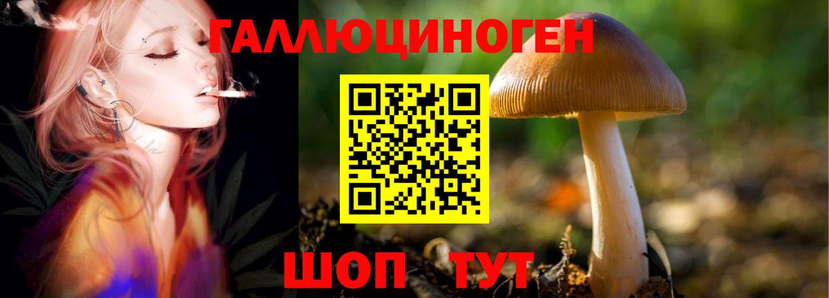 Курчалой  Псилоцибиновые грибы MAGIC MUSHROOMS  Вход с VPN 